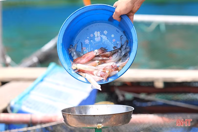 Lao xao mùa mực “nhảy” ở Hà Tĩnh