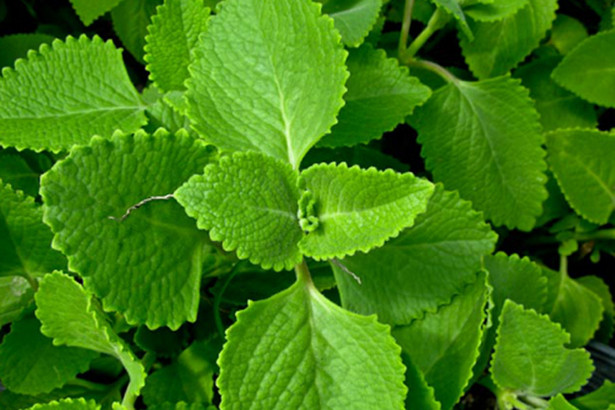 Cách làm siro húng chanh đường phèn trị ho, cúm giao mùa cực nhạy cho bé