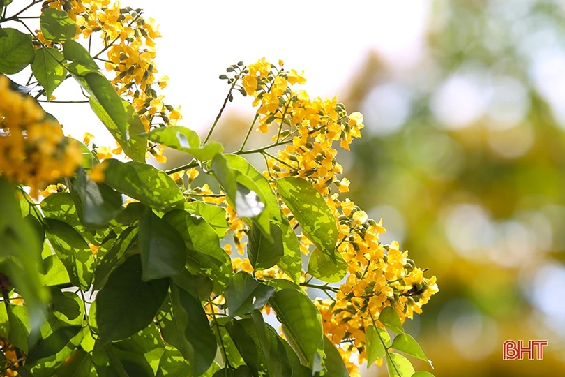 Ngẩn ngơ sắc vàng hoa giáng hương giữa lòng thành phố Hà Tĩnh