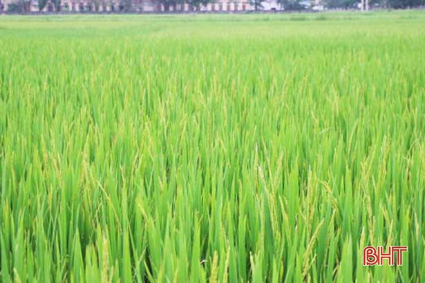 Lúa xuân ở Hà Tĩnh trổ bông sớm nhất trong nhiều năm