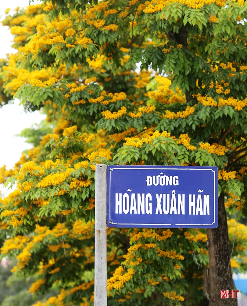 Ngẩn ngơ sắc vàng hoa giáng hương giữa lòng thành phố Hà Tĩnh