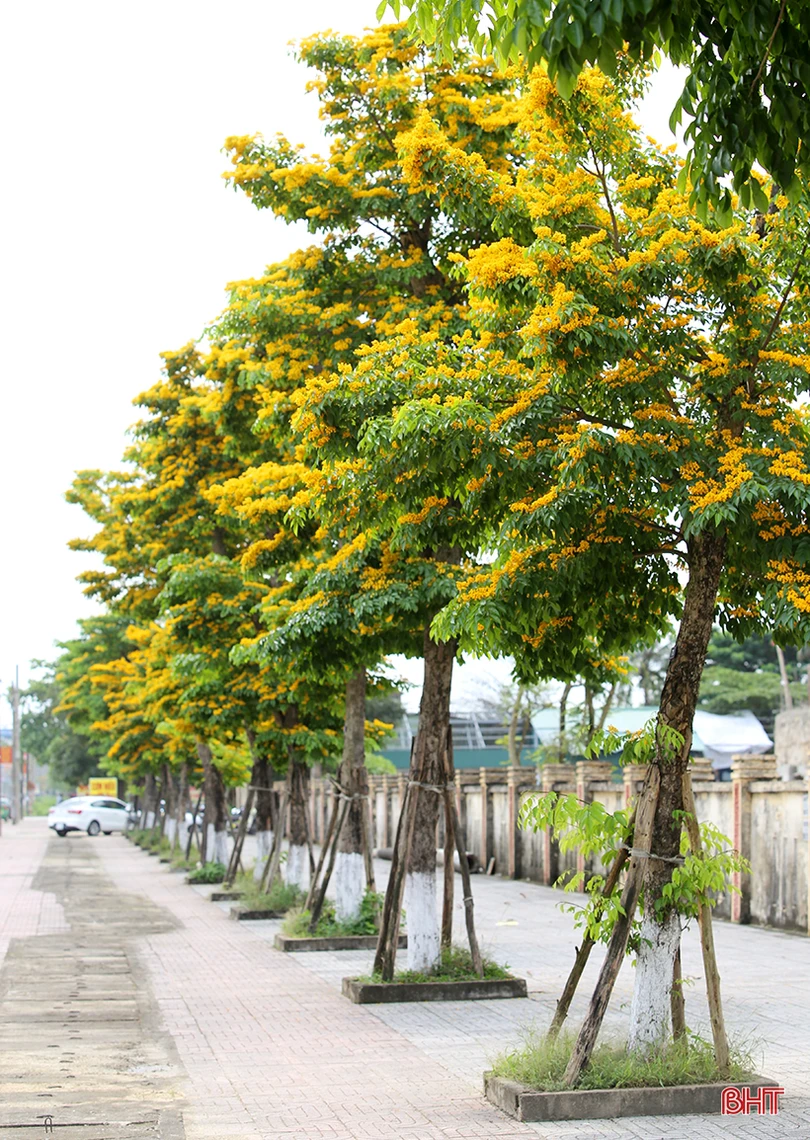 Ngẩn ngơ sắc vàng hoa giáng hương giữa lòng thành phố Hà Tĩnh