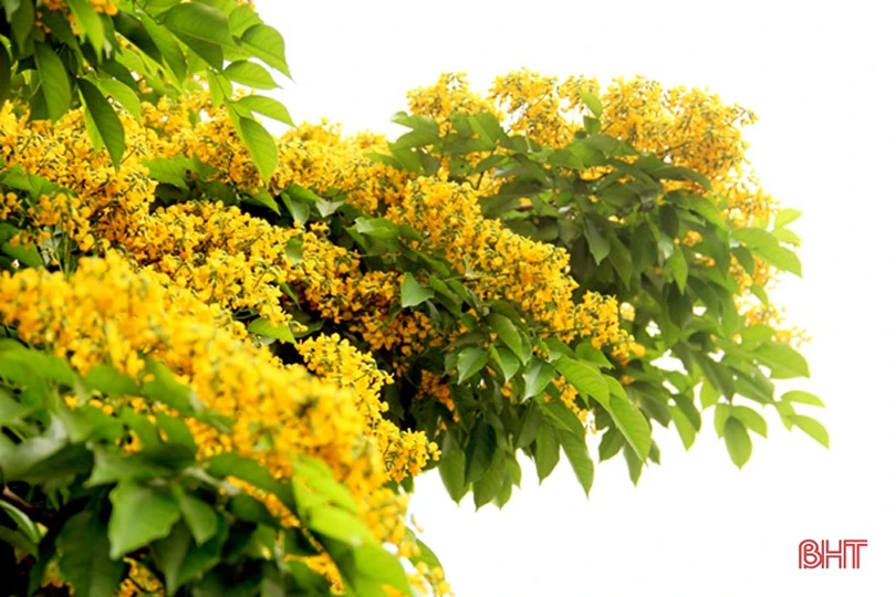 Ngẩn ngơ sắc vàng hoa giáng hương giữa lòng thành phố Hà Tĩnh