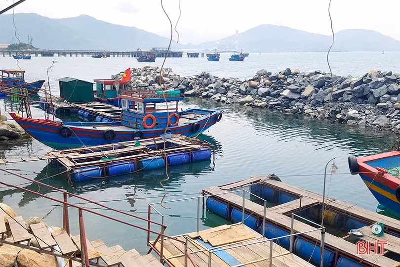 Lao xao mùa mực “nhảy” ở Hà Tĩnh