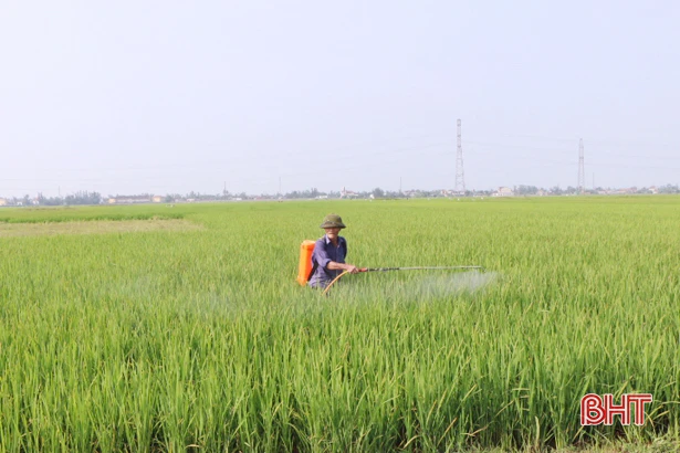 Ruộng đồng no nước “đón” lúa trổ bông