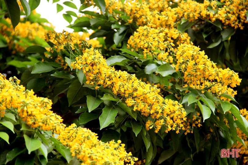 Ngẩn ngơ sắc vàng hoa giáng hương giữa lòng thành phố Hà Tĩnh