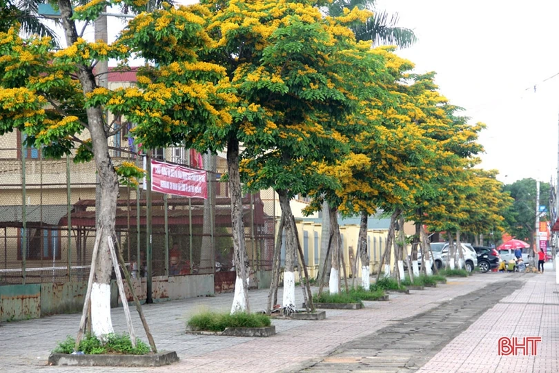 Ngẩn ngơ sắc vàng hoa giáng hương giữa lòng thành phố Hà Tĩnh
