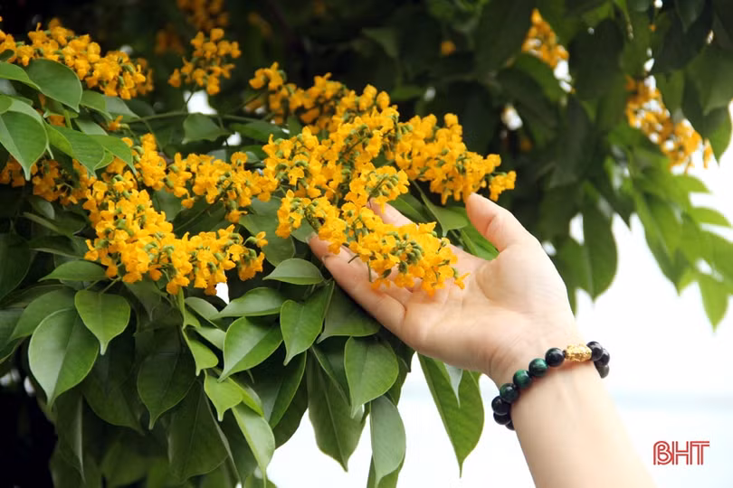 Ngẩn ngơ sắc vàng hoa giáng hương giữa lòng thành phố Hà Tĩnh