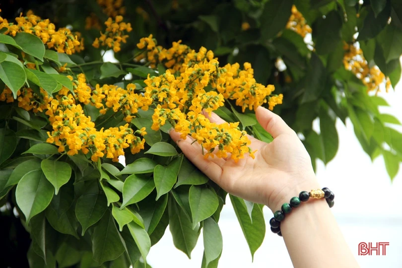 Ngẩn ngơ sắc vàng hoa giáng hương giữa lòng thành phố Hà Tĩnh