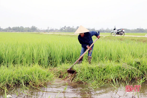 Ruộng đồng no nước “đón” lúa trổ bông