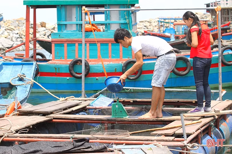 Lao xao mùa mực “nhảy” ở Hà Tĩnh