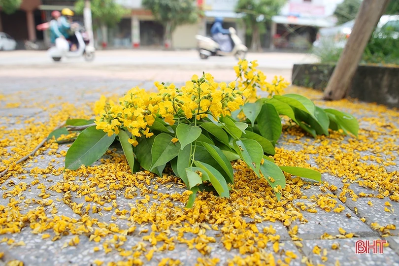 Ngẩn ngơ sắc vàng hoa giáng hương giữa lòng thành phố Hà Tĩnh