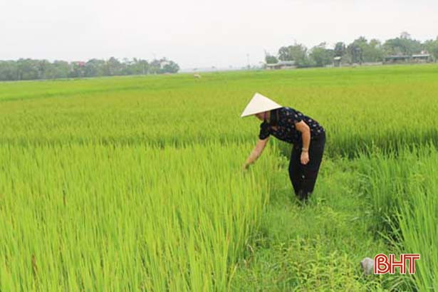 Lúa xuân ở Hà Tĩnh trổ bông sớm nhất trong nhiều năm