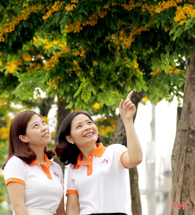 Ngẩn ngơ sắc vàng hoa giáng hương giữa lòng thành phố Hà Tĩnh