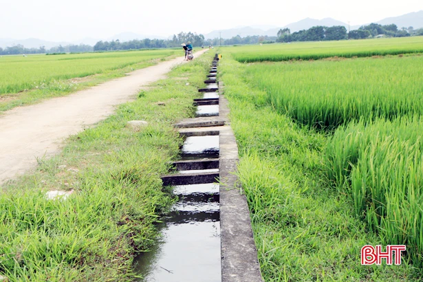 Ruộng đồng no nước “đón” lúa trổ bông