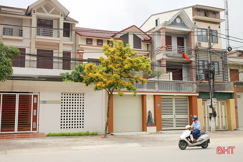 Ngẩn ngơ sắc vàng hoa giáng hương giữa lòng thành phố Hà Tĩnh