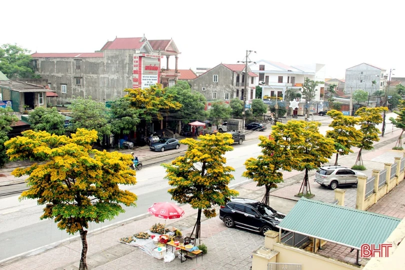 Ngẩn ngơ sắc vàng hoa giáng hương giữa lòng thành phố Hà Tĩnh