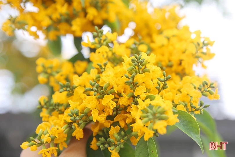 Ngẩn ngơ sắc vàng hoa giáng hương giữa lòng thành phố Hà Tĩnh