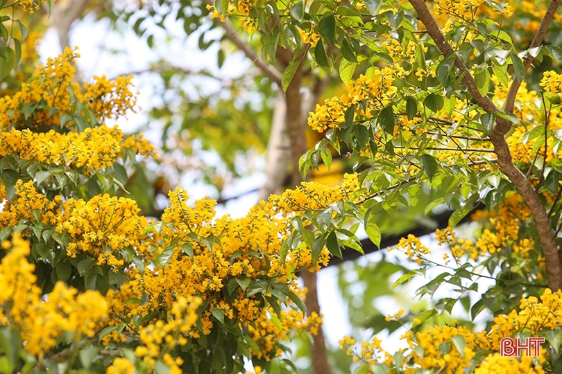 Ngẩn ngơ sắc vàng hoa giáng hương giữa lòng thành phố Hà Tĩnh