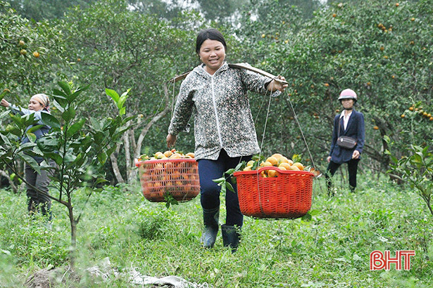 Xây dựng nhãn hiệu chứng nhận cam Khe Mây của Hà Tĩnh