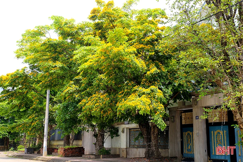 Ngẩn ngơ sắc vàng hoa giáng hương giữa lòng thành phố Hà Tĩnh