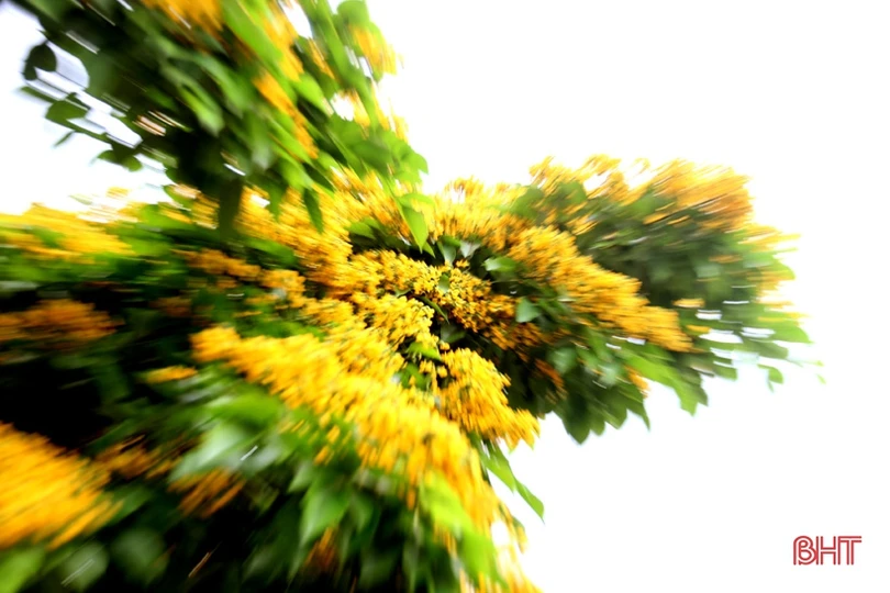 Ngẩn ngơ sắc vàng hoa giáng hương giữa lòng thành phố Hà Tĩnh