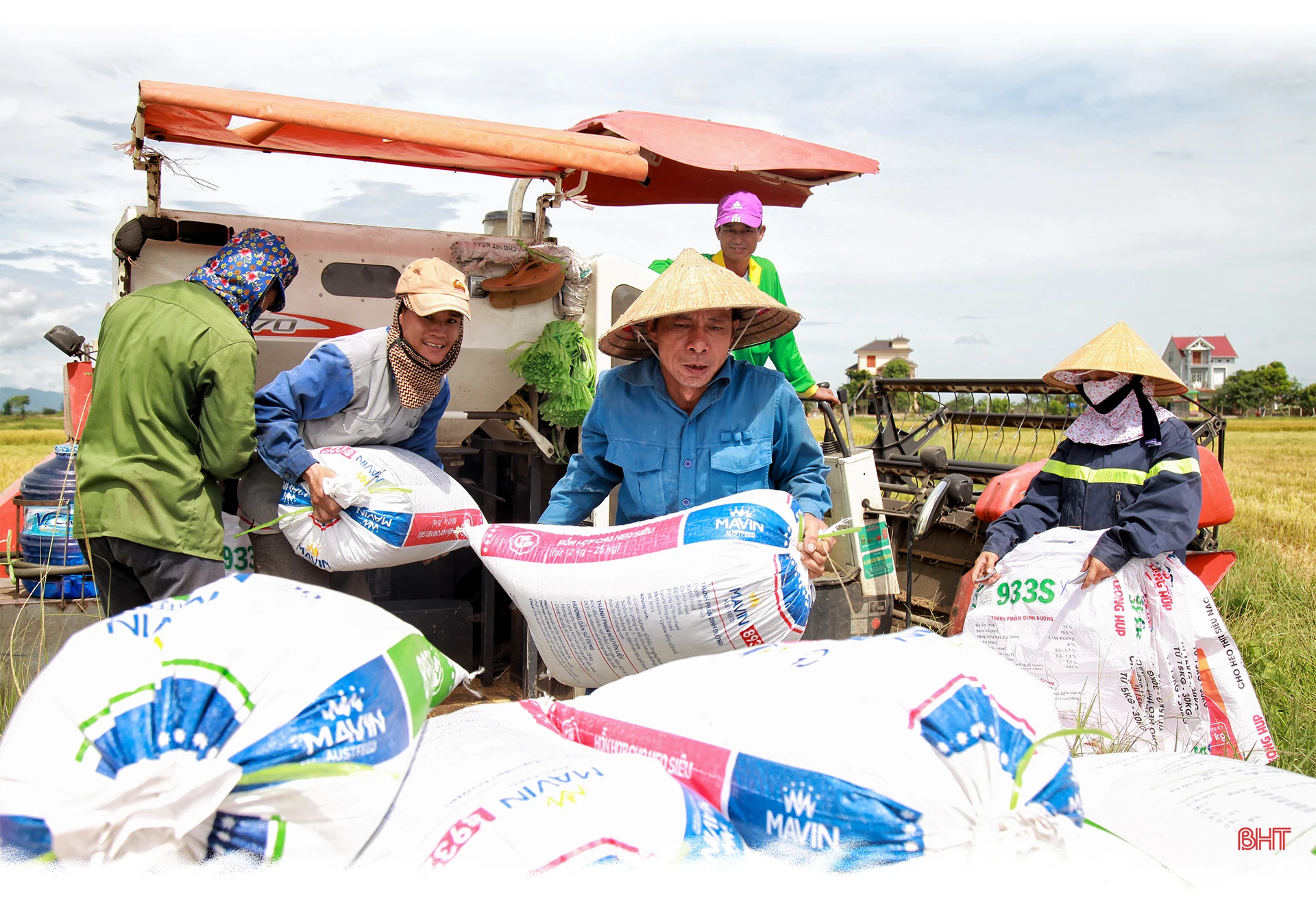 Cánh đồng mùa gặt…