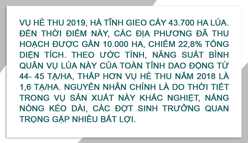 Cánh đồng mùa gặt…