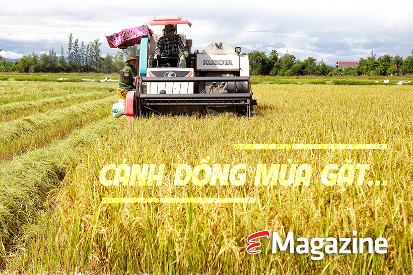 Cánh đồng mùa gặt…