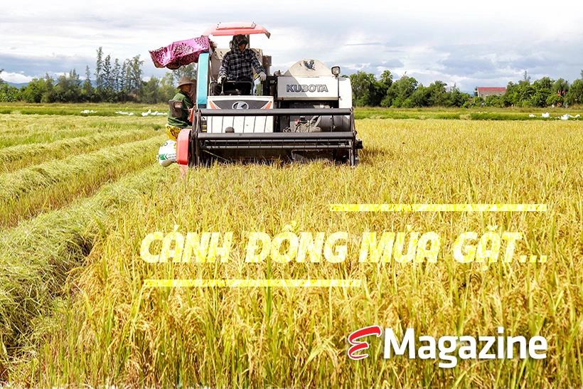 Cánh đồng mùa gặt…