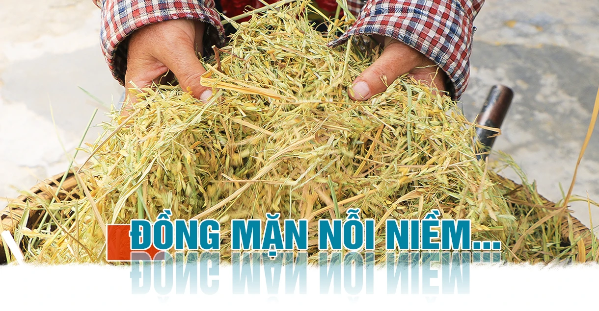 Cánh đồng mùa gặt…