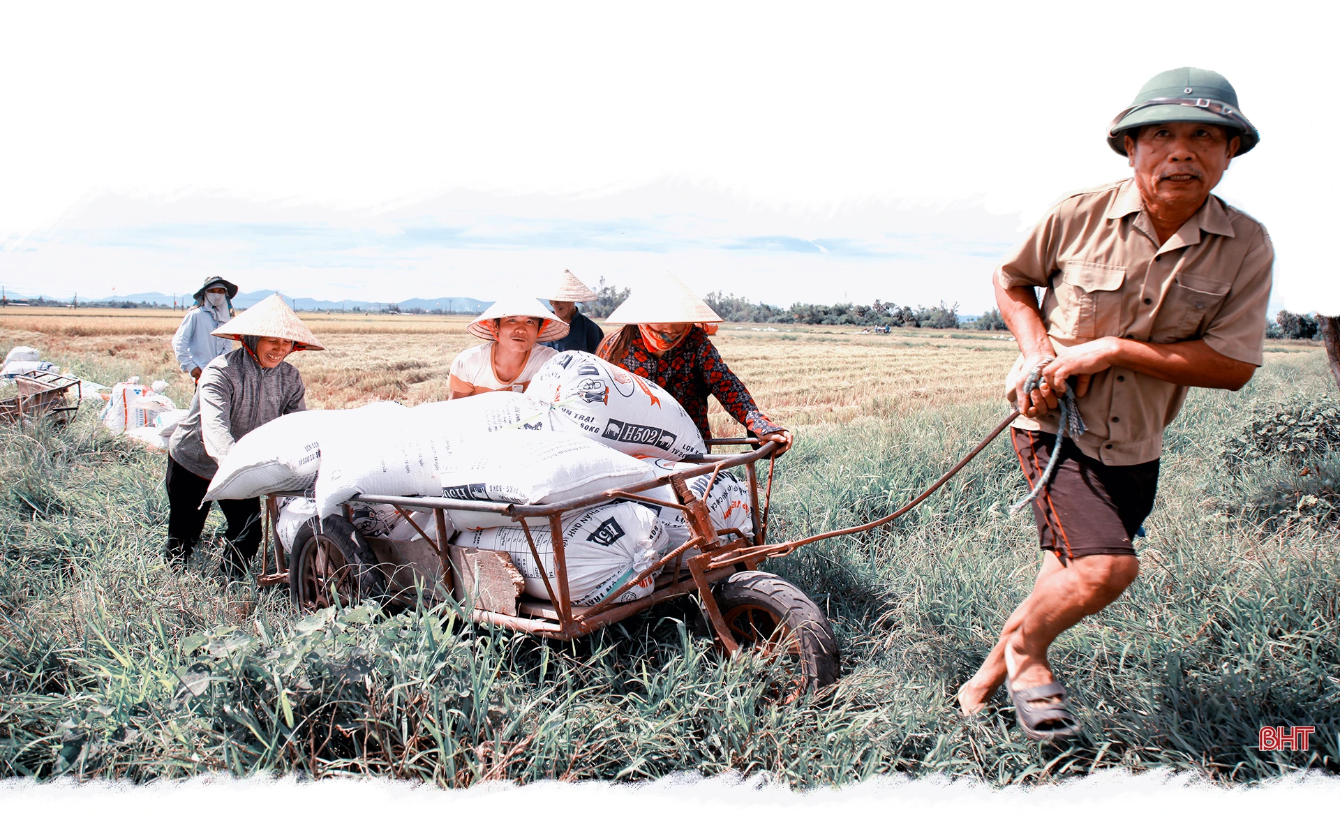 Cánh đồng mùa gặt…