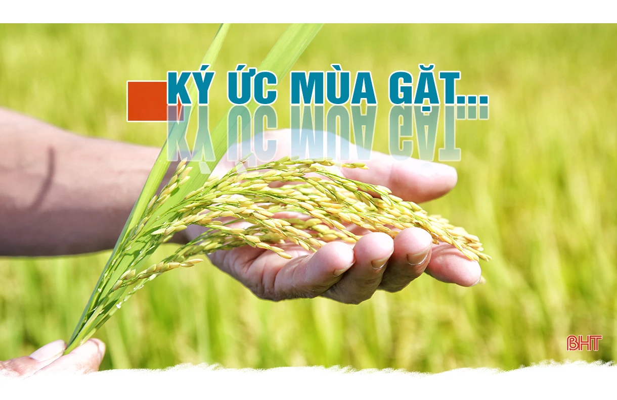 Cánh đồng mùa gặt…