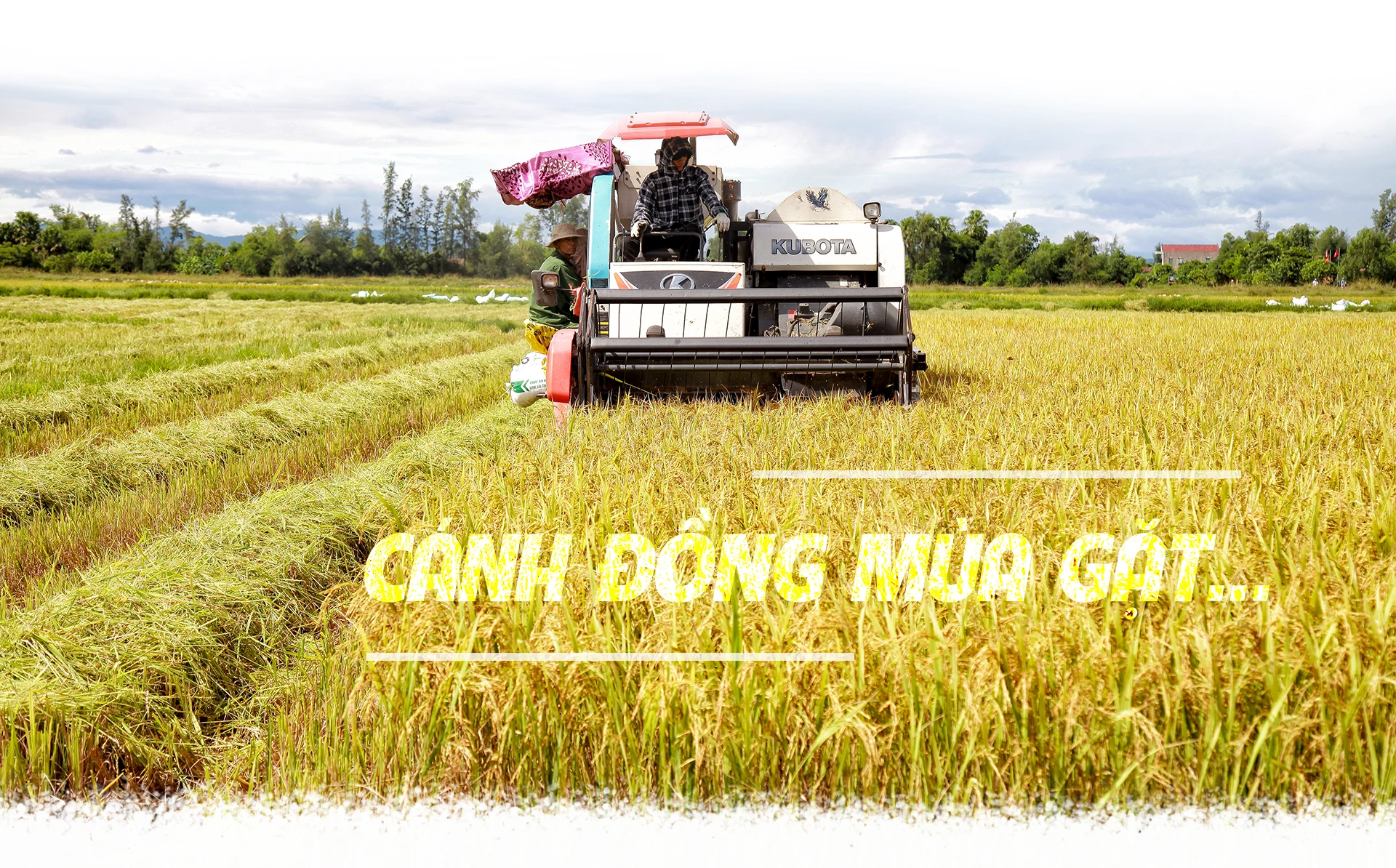 Cánh đồng mùa gặt…