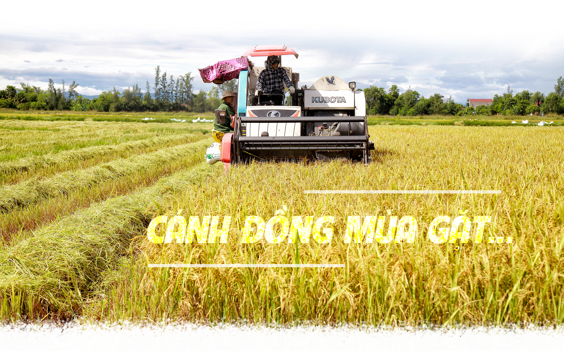 Cánh đồng mùa gặt…