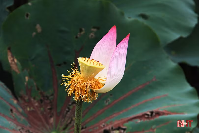 Ngan ngát sen quê...