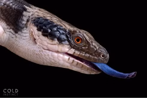 Bộ ảnh tuyệt đẹp về những sinh vật sặc sỡ và nguy hiểm nhất thế giới