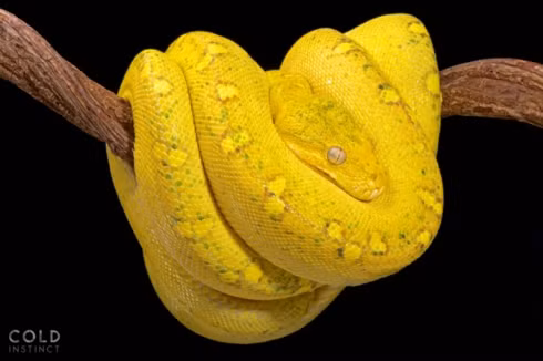 Bộ ảnh tuyệt đẹp về những sinh vật sặc sỡ và nguy hiểm nhất thế giới