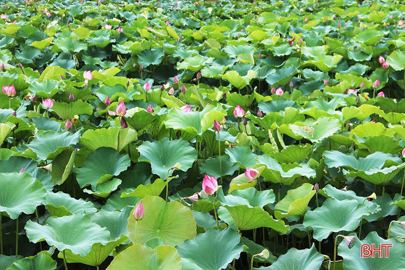 Ngan ngát sen quê...