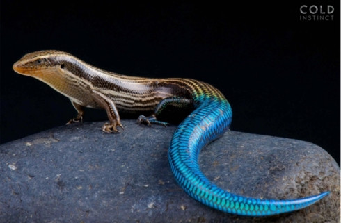 Bộ ảnh tuyệt đẹp về những sinh vật sặc sỡ và nguy hiểm nhất thế giới