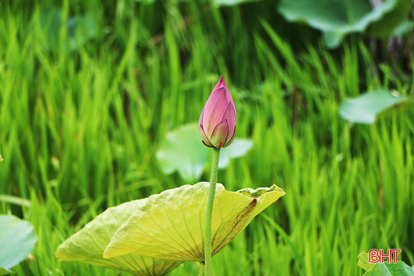 Ngan ngát sen quê...