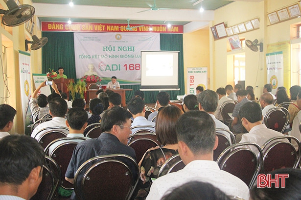 Hà Tĩnh: Giống lúa ADI 168 đạt năng suất trên 60 tạ/ha