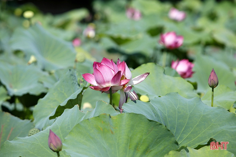 Ngan ngát sen quê...