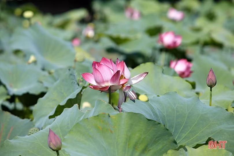 Ngan ngát sen quê...