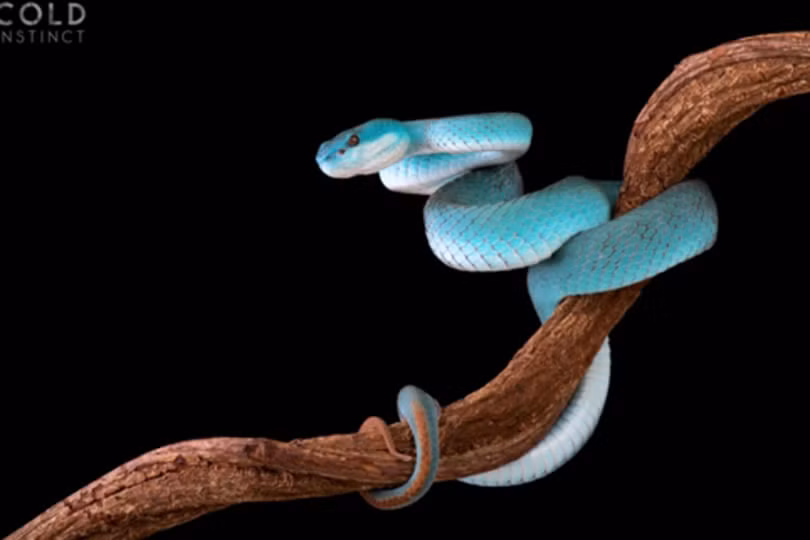 Bộ ảnh tuyệt đẹp về những sinh vật sặc sỡ và nguy hiểm nhất thế giới