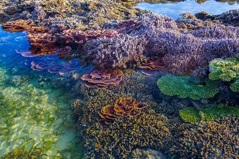 Ngắm san hô trên cạn đẹp ảo diệu tại Phú Yên