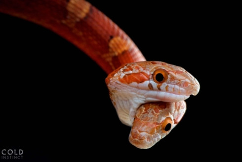 Bộ ảnh tuyệt đẹp về những sinh vật sặc sỡ và nguy hiểm nhất thế giới