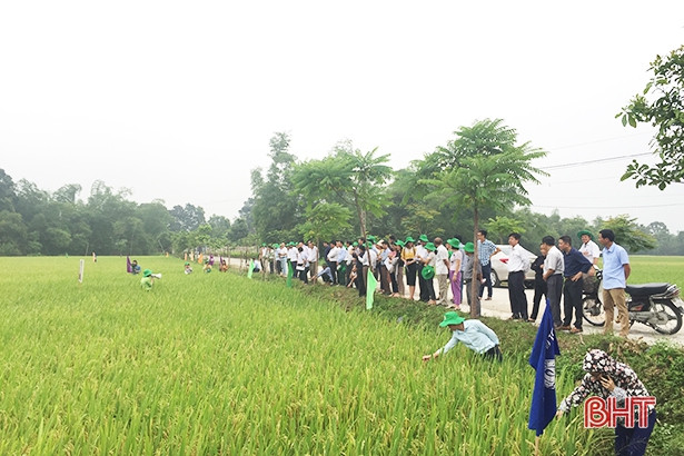 Hà Tĩnh: Giống lúa ADI 168 đạt năng suất trên 60 tạ/ha