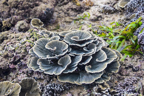 Ngắm san hô trên cạn đẹp ảo diệu tại Phú Yên