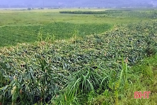 Giông lốc phá hại hàng trăm ha lúa, hoa màu ở huyện miền núi Hà Tĩnh